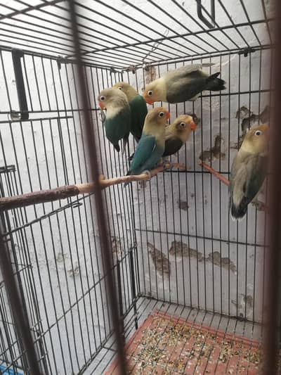 cockatiel and lovebirds