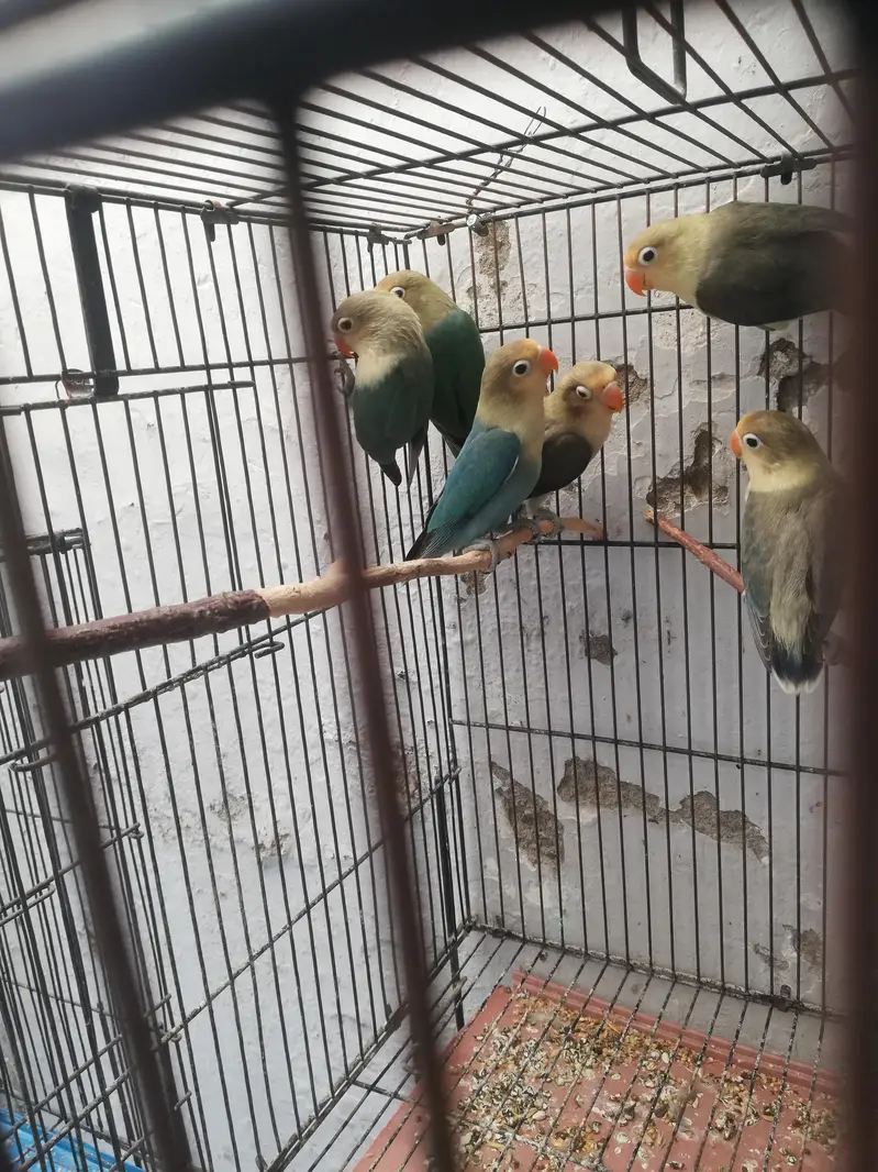 cockatiel and lovebirds — photo 2