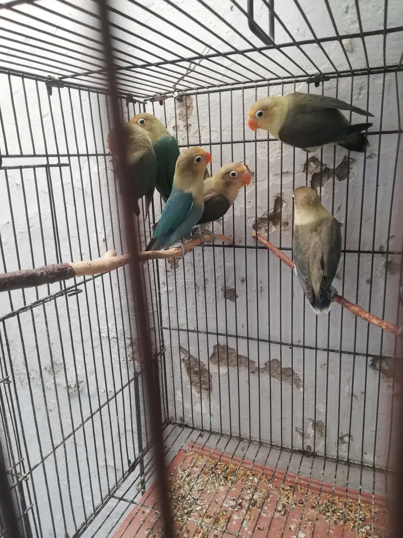 cockatiel and lovebirds — photo 3