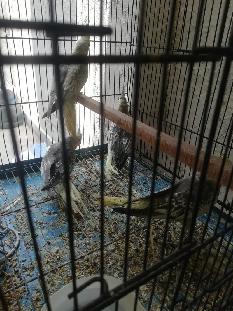 cockatiel and lovebirds — photo 4