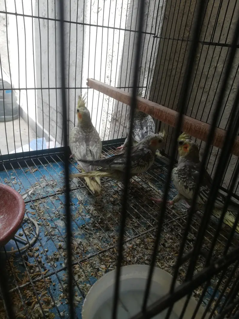 cockatiel and lovebirds — photo 5