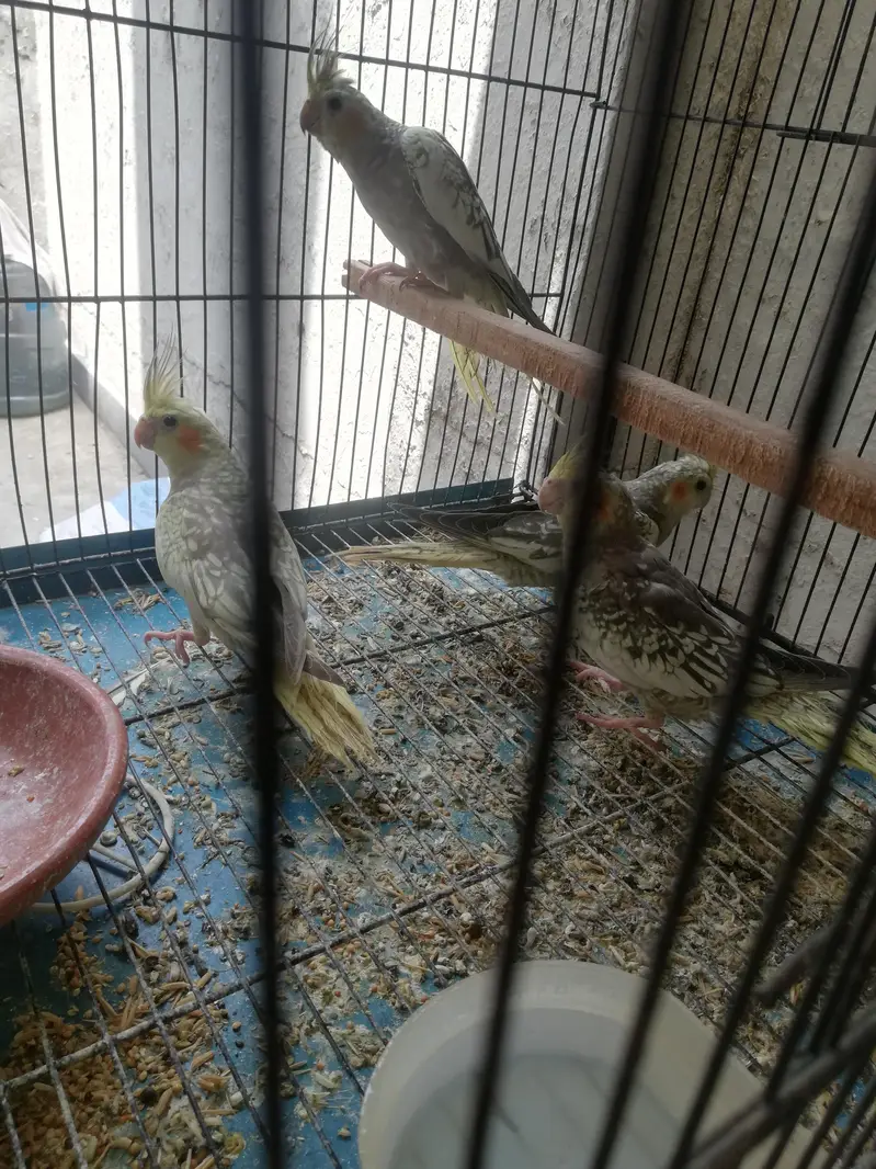 cockatiel and lovebirds — photo 6
