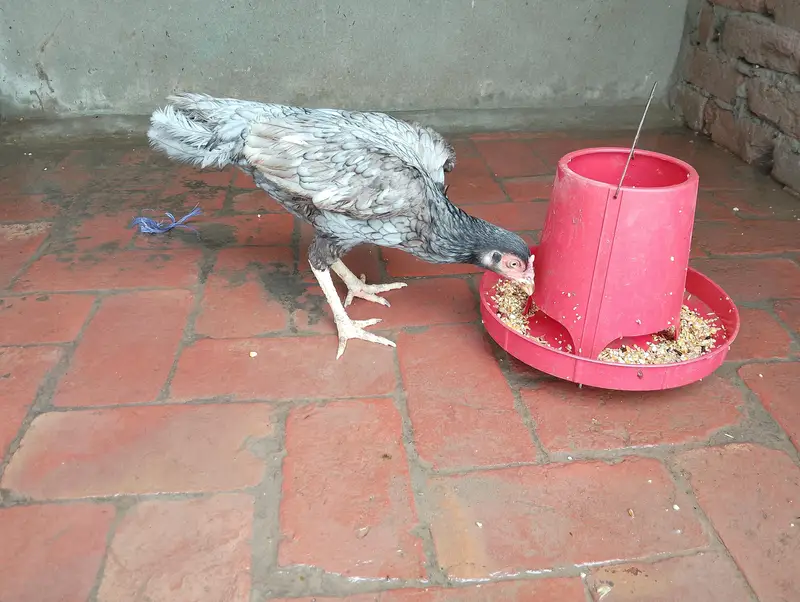 Aseel Sindhi,cheeni,slaiti For urgent sale — photo 2