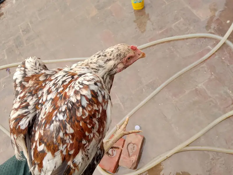 Aseel Sindhi,cheeni,slaiti For urgent sale — photo 3