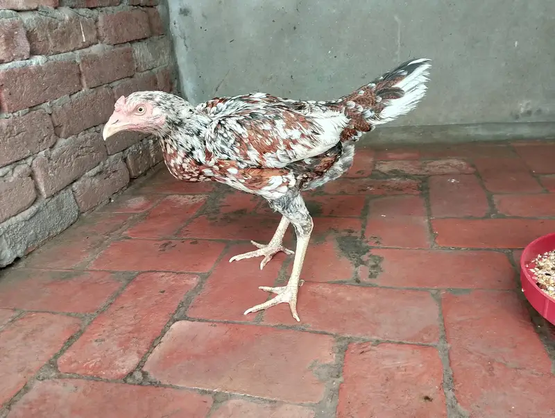 Aseel Sindhi,cheeni,slaiti For urgent sale — photo 4