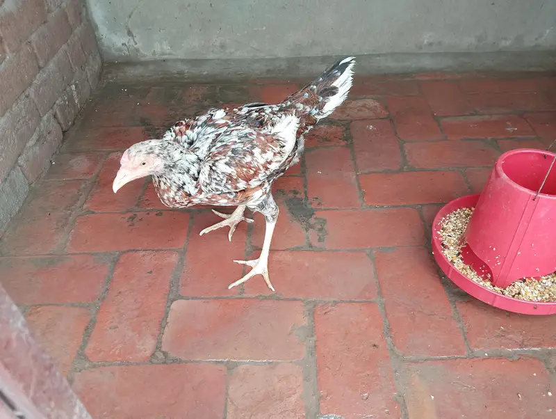 Aseel Sindhi,cheeni,slaiti For urgent sale — photo 5