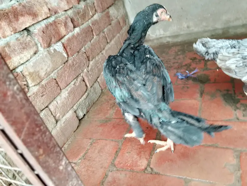 Aseel Sindhi,cheeni,slaiti For urgent sale — photo 7