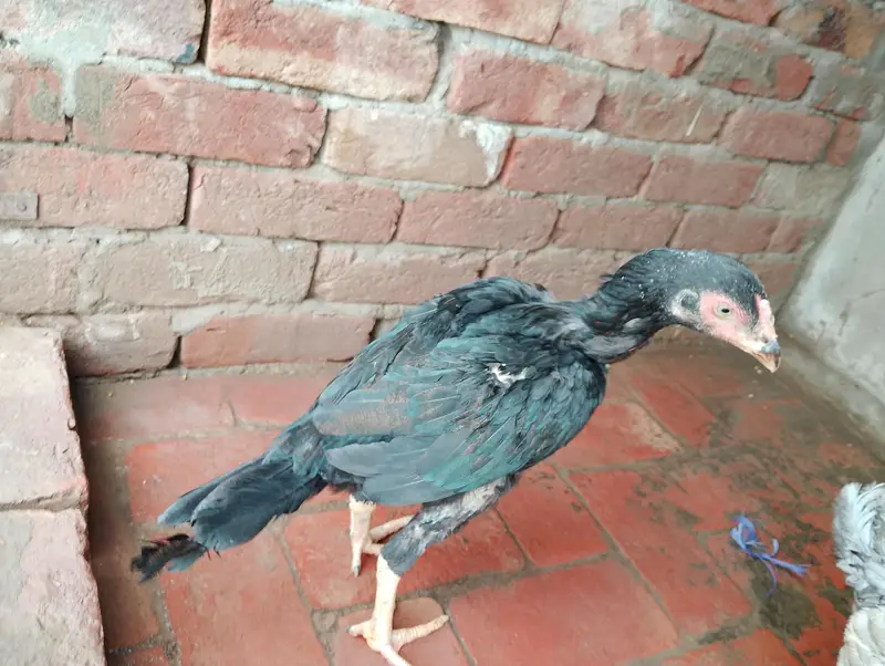 Aseel Sindhi,cheeni,slaiti For urgent sale — photo 8