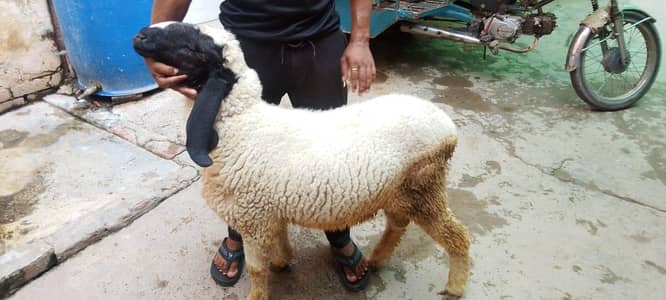 chatra available