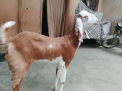 Bakri For Sale