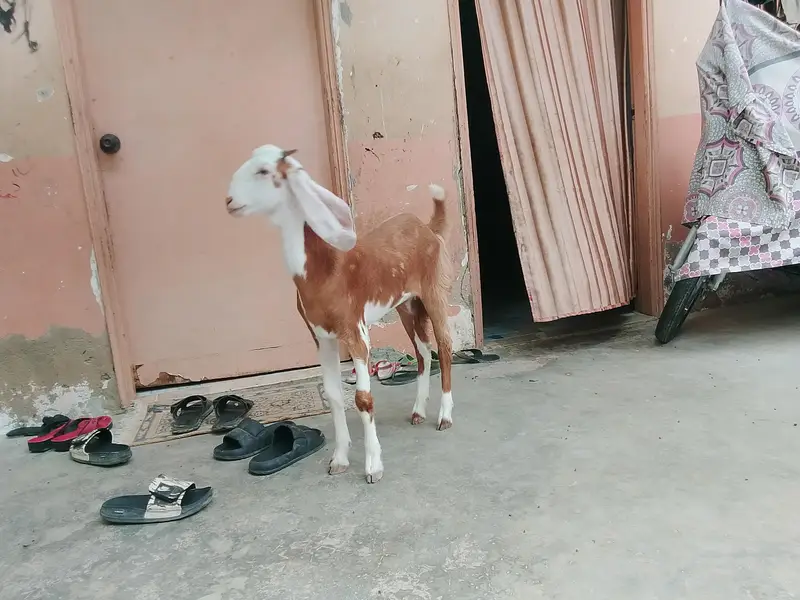 Bakri For Sale — photo 2