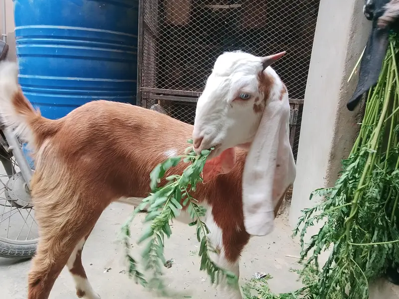 Bakri For Sale — photo 3