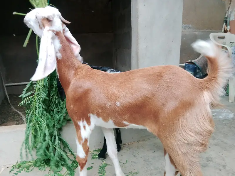 Bakri For Sale — photo 4