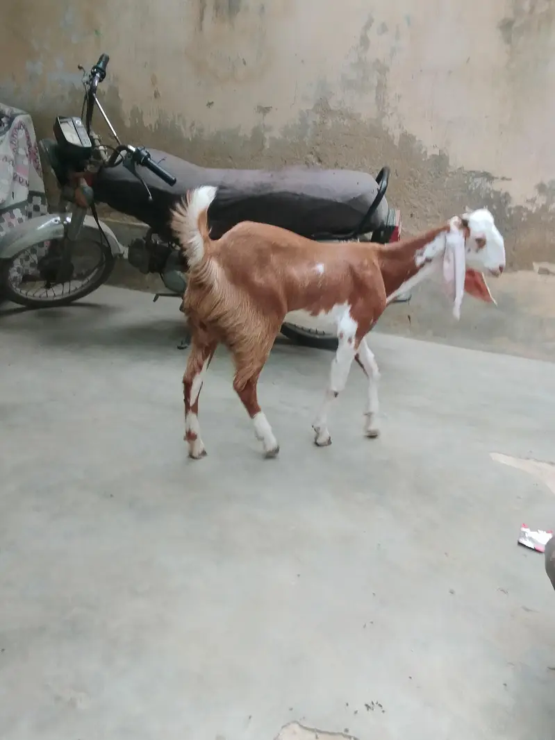Bakri For Sale — photo 5