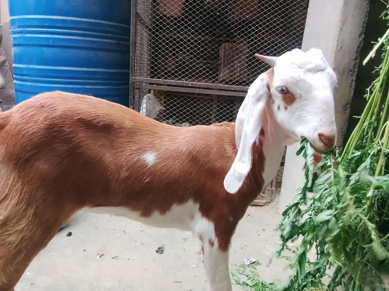 Bakri For Sale — photo 6