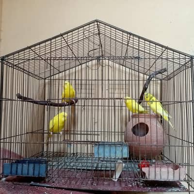 2 cages