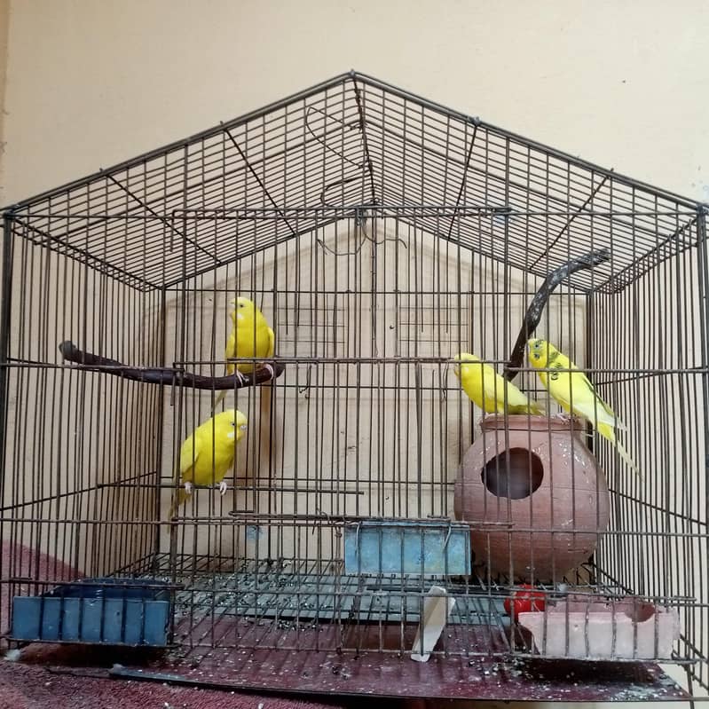 2 cages 0