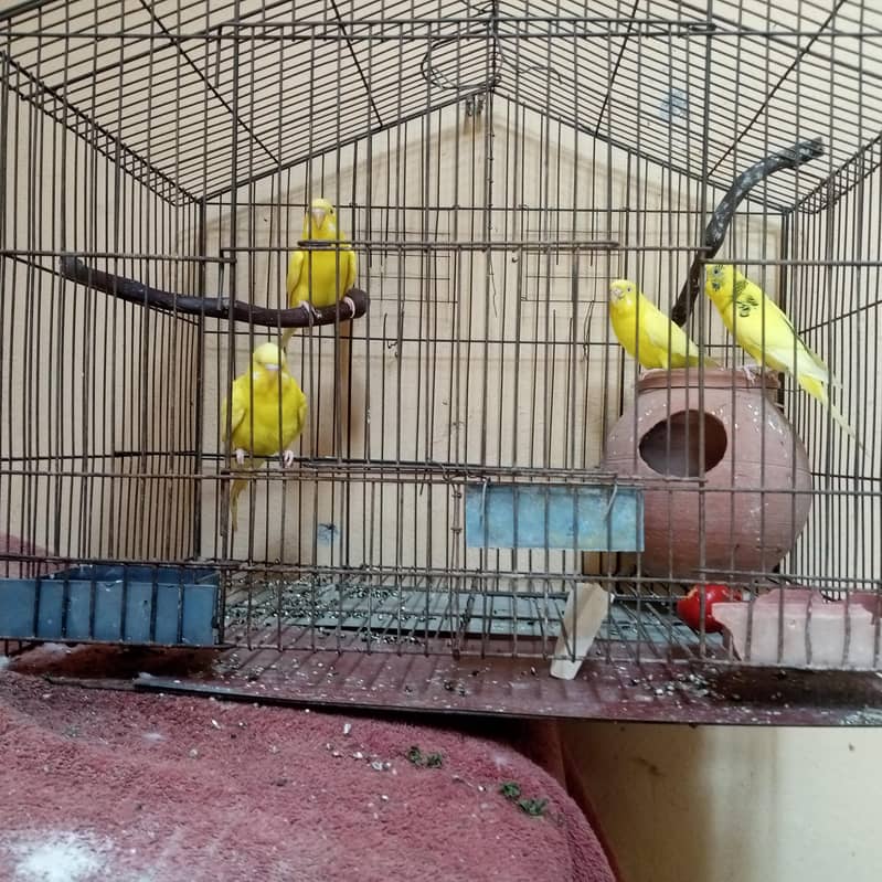 2 cages 1