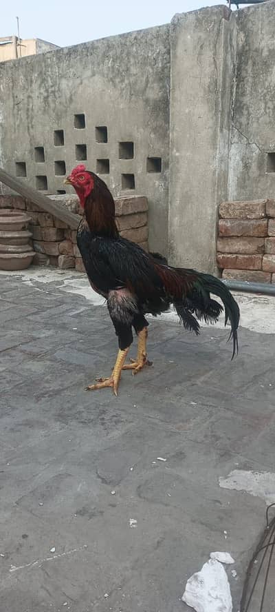Aseel heera | aseel shamo madya | aseel murga | hens | shamo pair