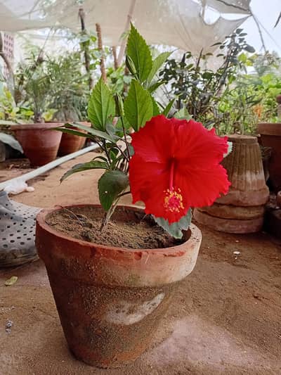 China rose