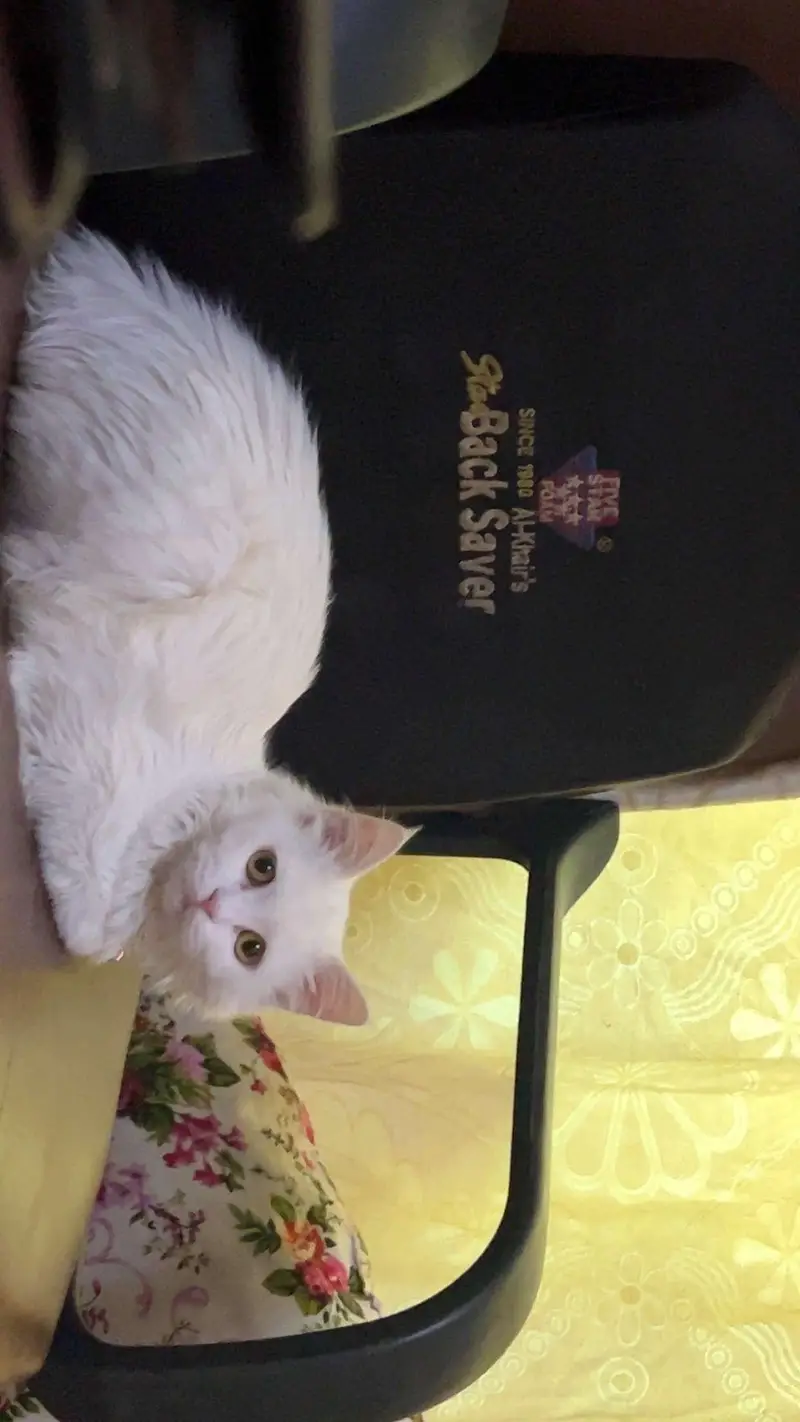 Person cat for sale — photo 2