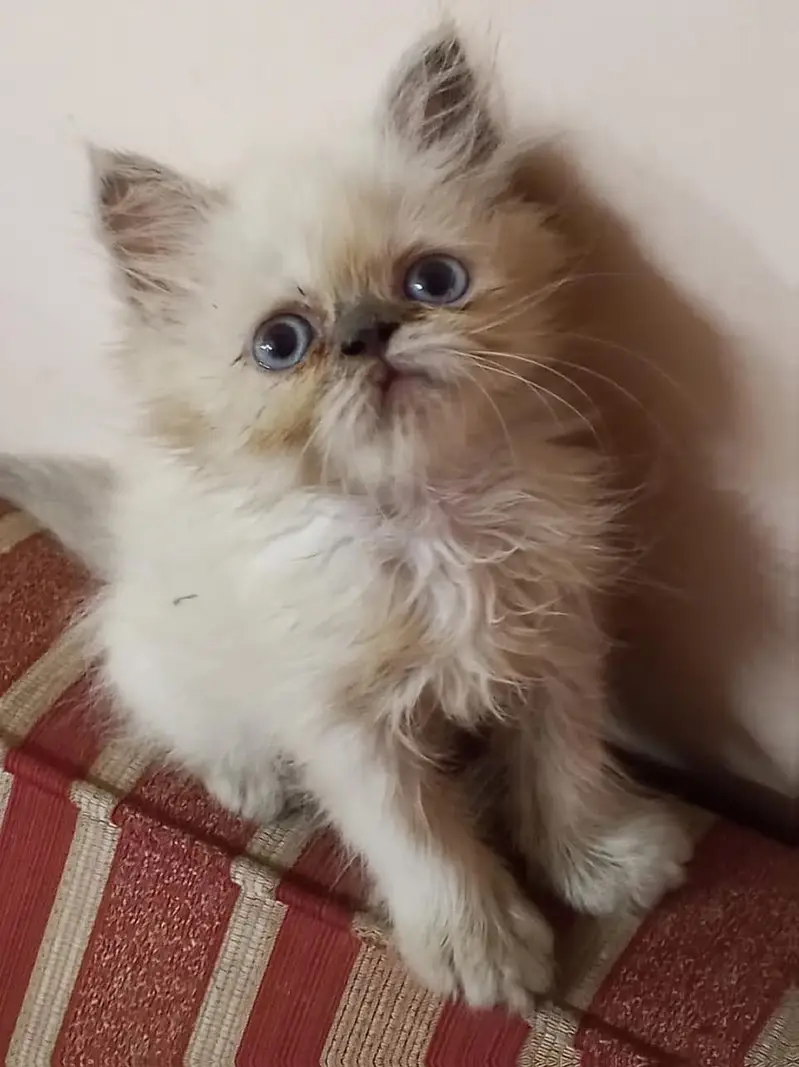 Persian kittens — photo 2
