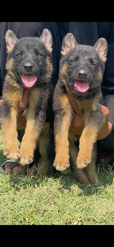 German Shepherd double coat pair for sale