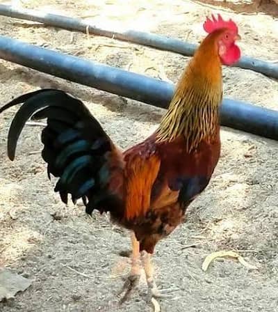 desi/murga desi/hen aseel/murgi aseel/choza aseel/hen aseel/murga