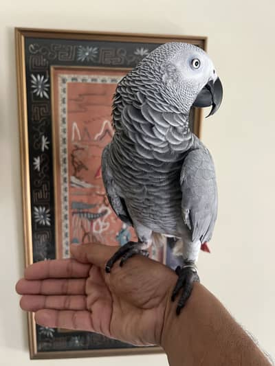 2.5 years old talkative & hand tame African Grey, healthy, active