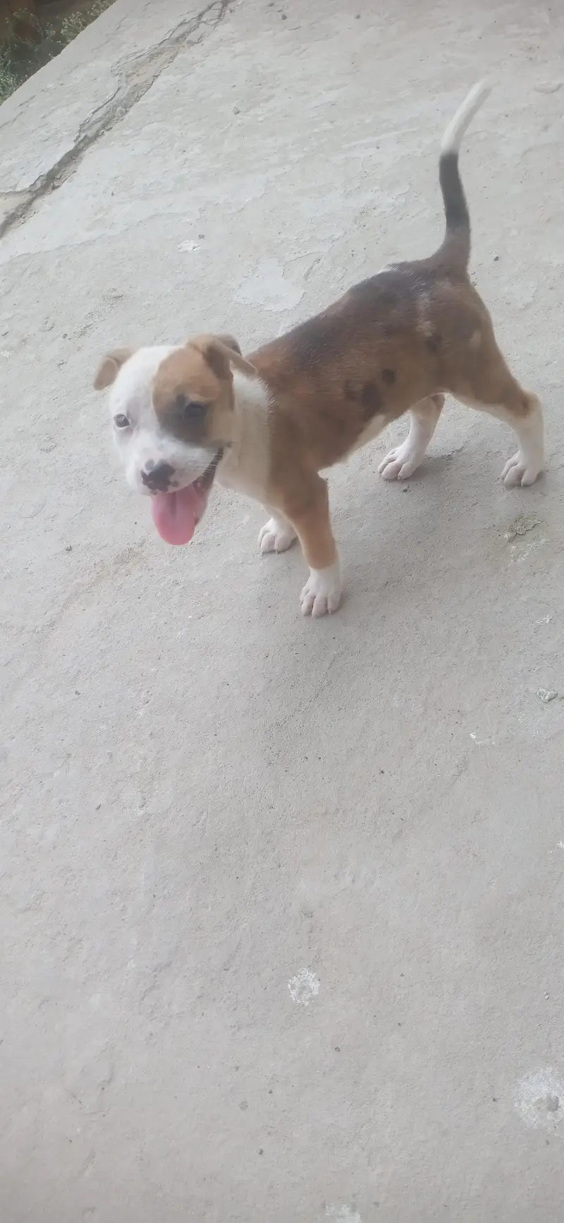 pitbull x guiltair — photo 2