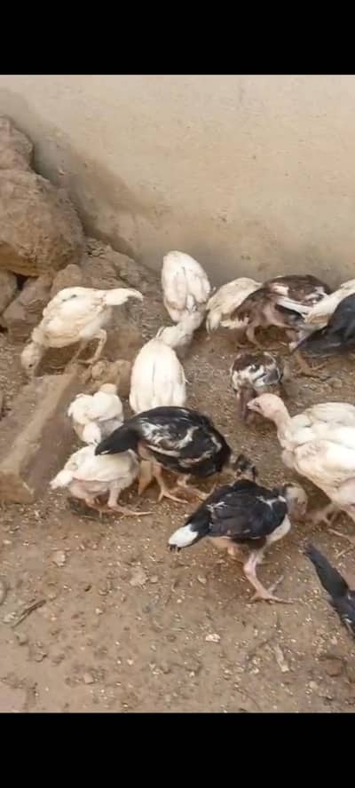 2.5 month old Heera and lasani chicks 0/3/3/4///5/8/5/7/0/3/9