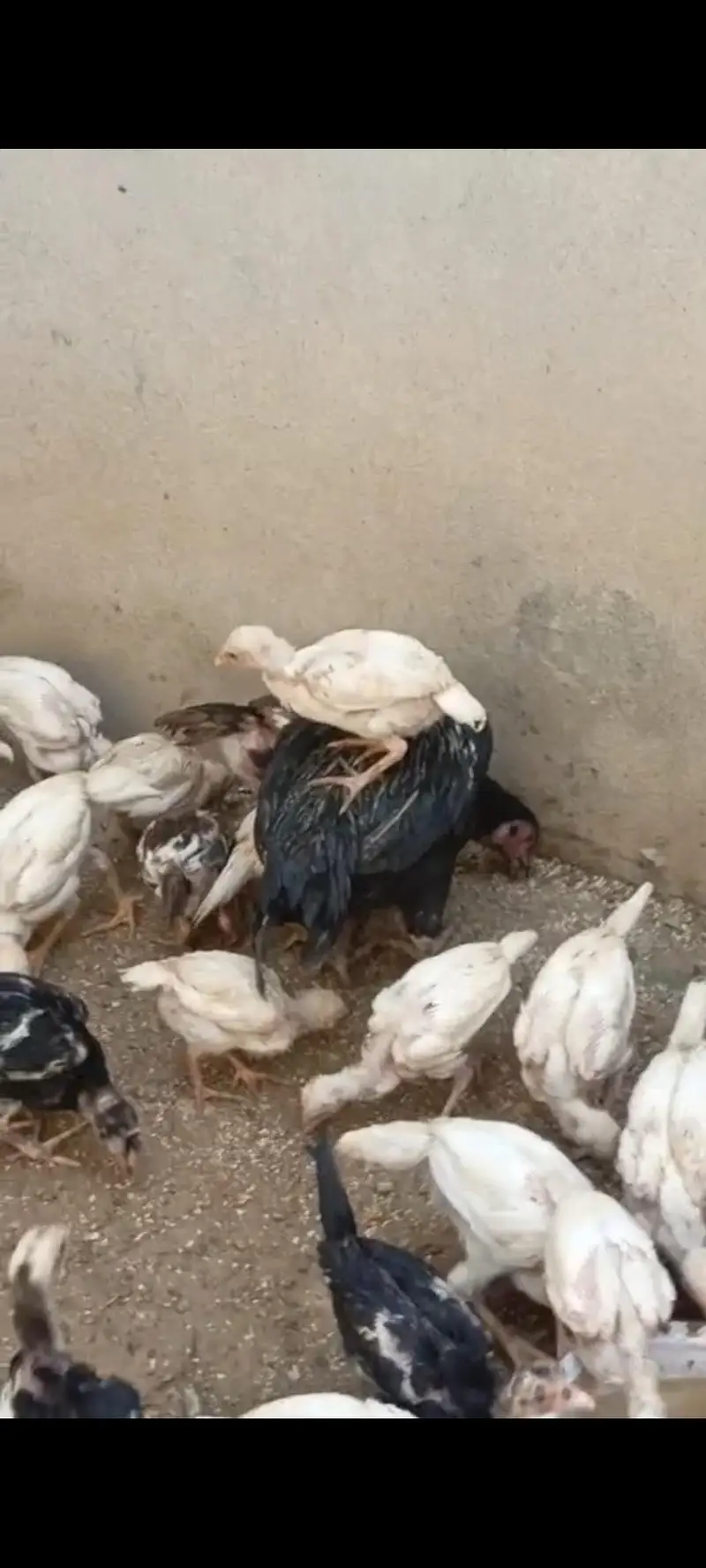 2.5 month old Heera and lasani chicks 0/3/3/4///5/8/5/7/0/3/9 — photo 2