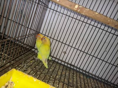 Complete Breeding Setup 8portion Iron Cage 4 Active Pairs of Lovebirds