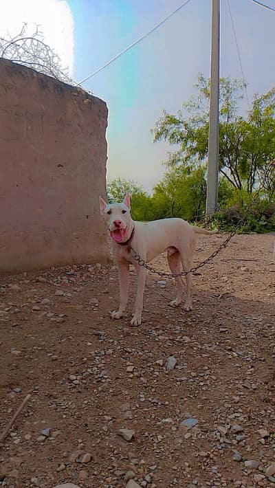 dogdogdog