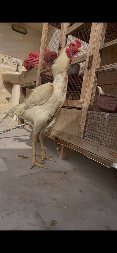 White king shamo breeder