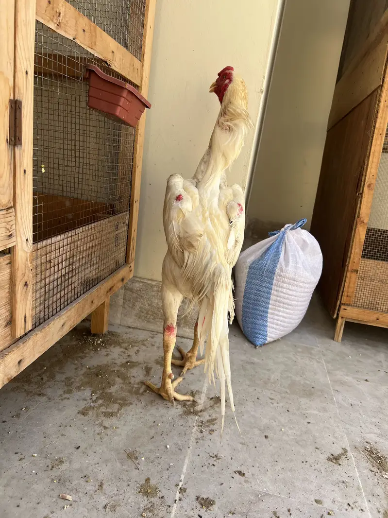 White king shamo breeder — photo 3