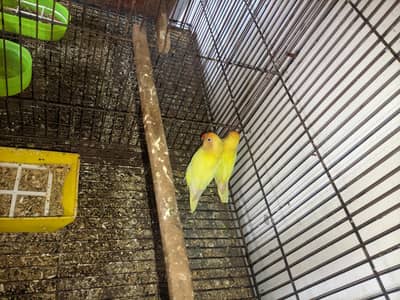 4 Healthy & Active Pairs of Love Birds (Lutino & Green Fischer)