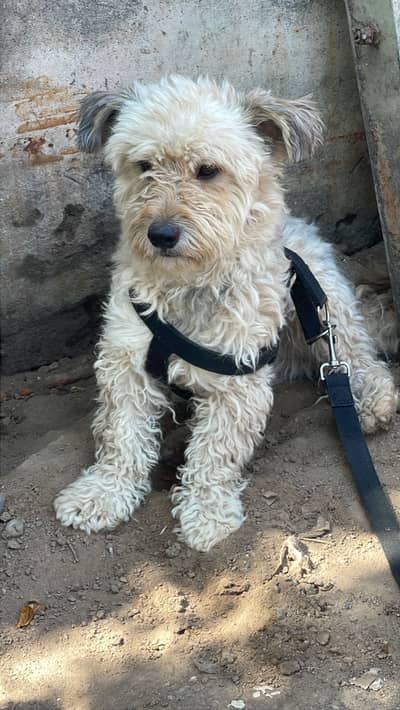 White poddle dog