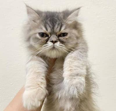 A pair of cute kittens