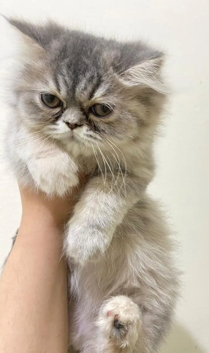 A pair of cute kittens — photo 2