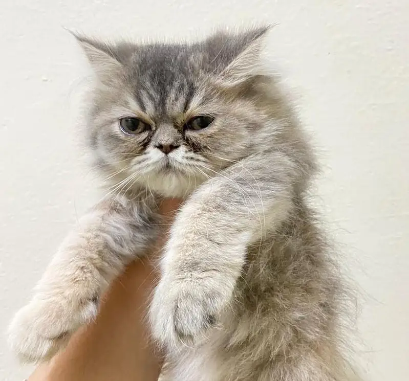 A pair of cute kittens — photo 3
