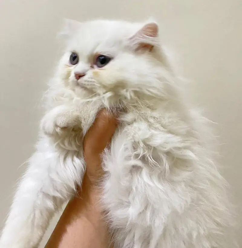 A pair of cute kittens — photo 4
