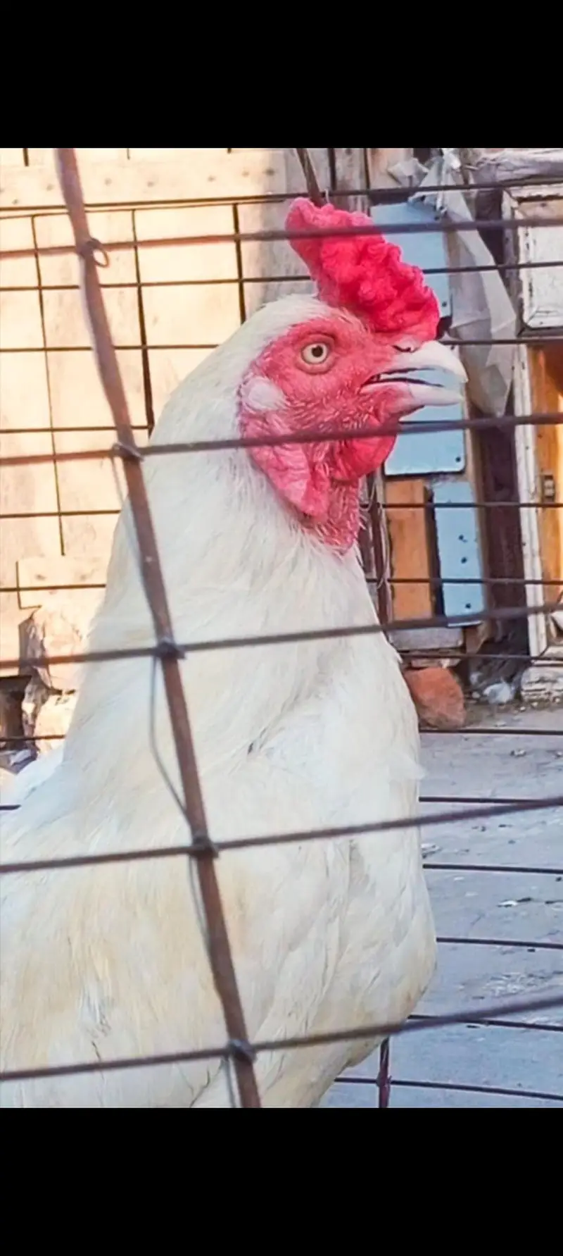 High quality heera breeder male — photo 3