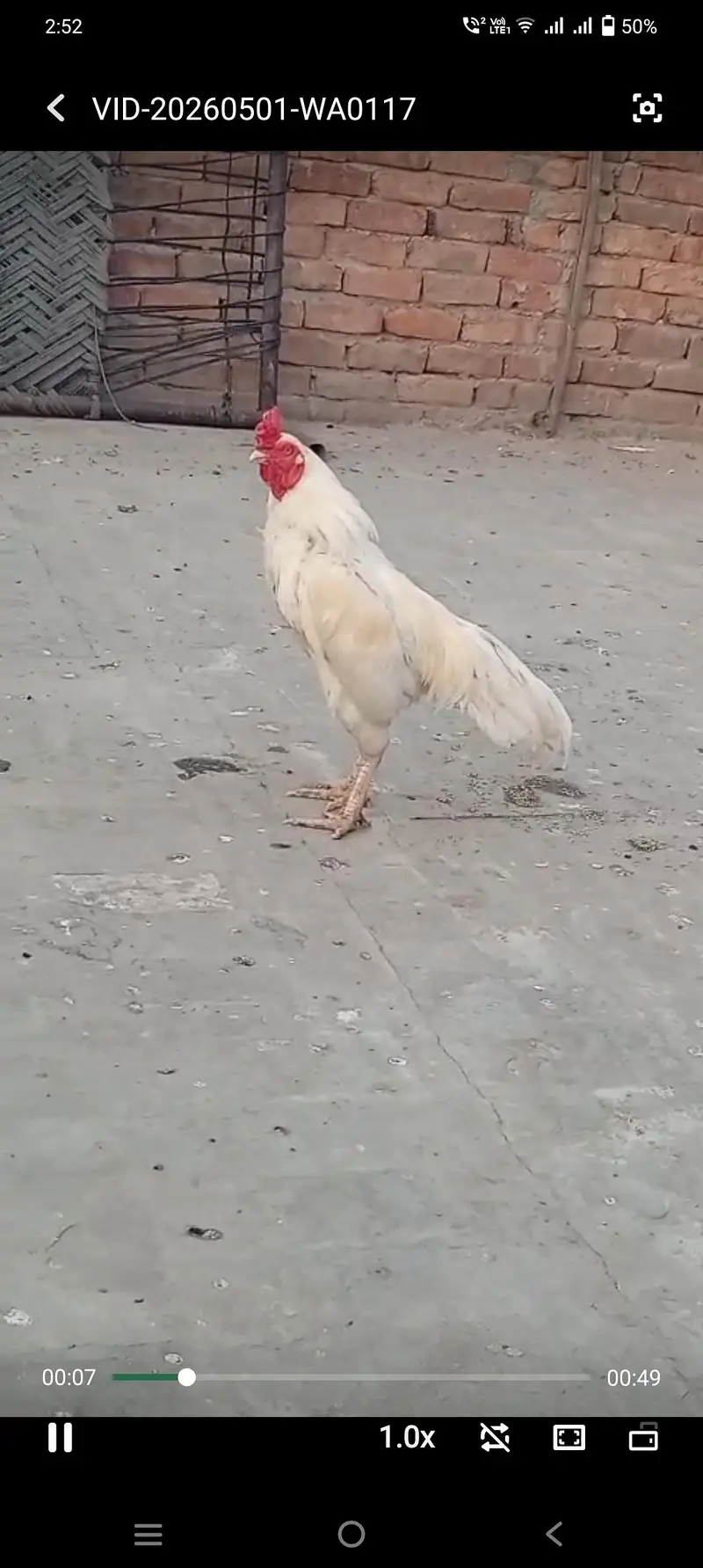 High quality heera breeder male — photo 4