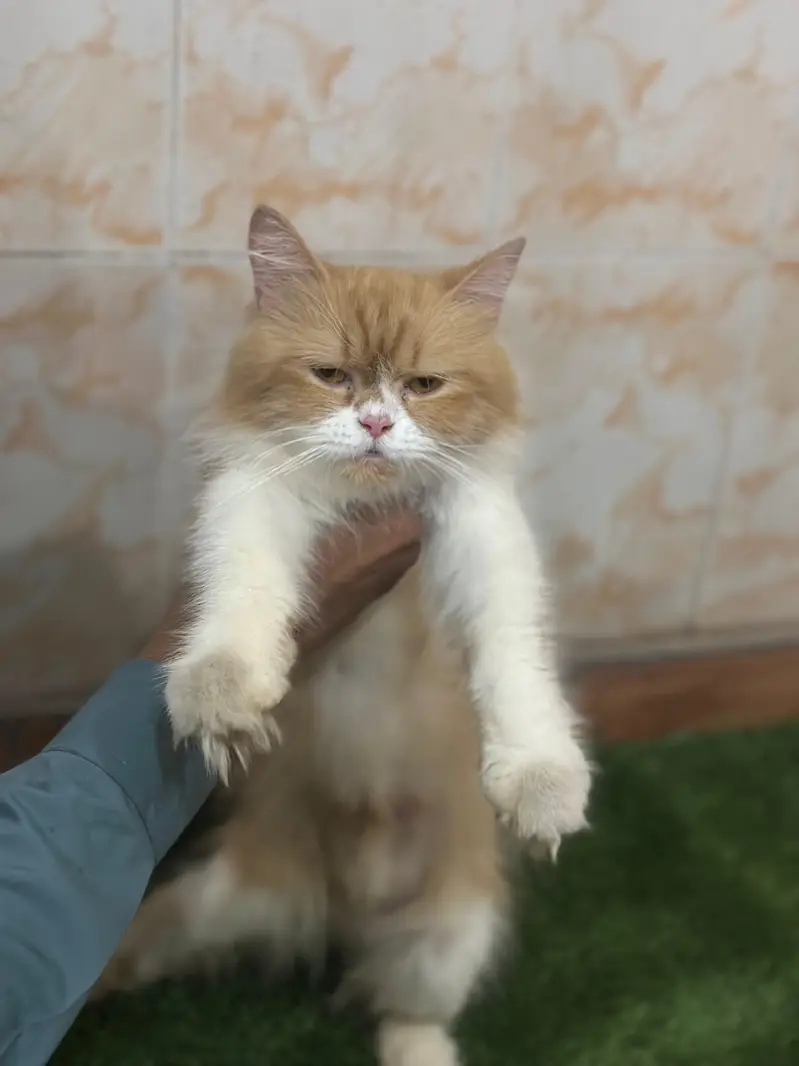 persian cat — photo 2