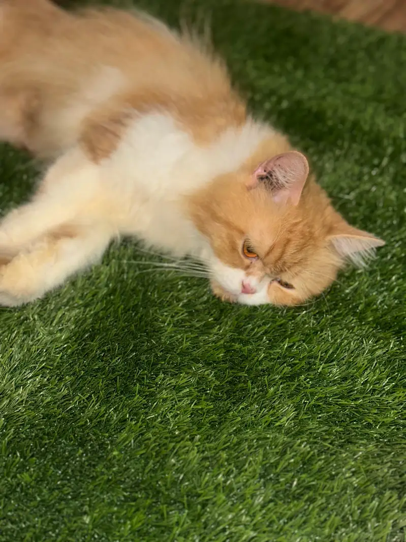 persian cat — photo 3