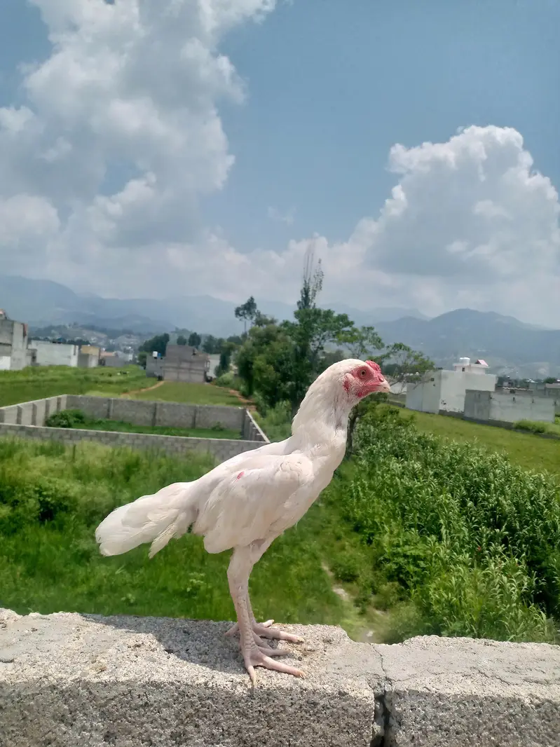 paper white Heera aseel chiks — photo 2
