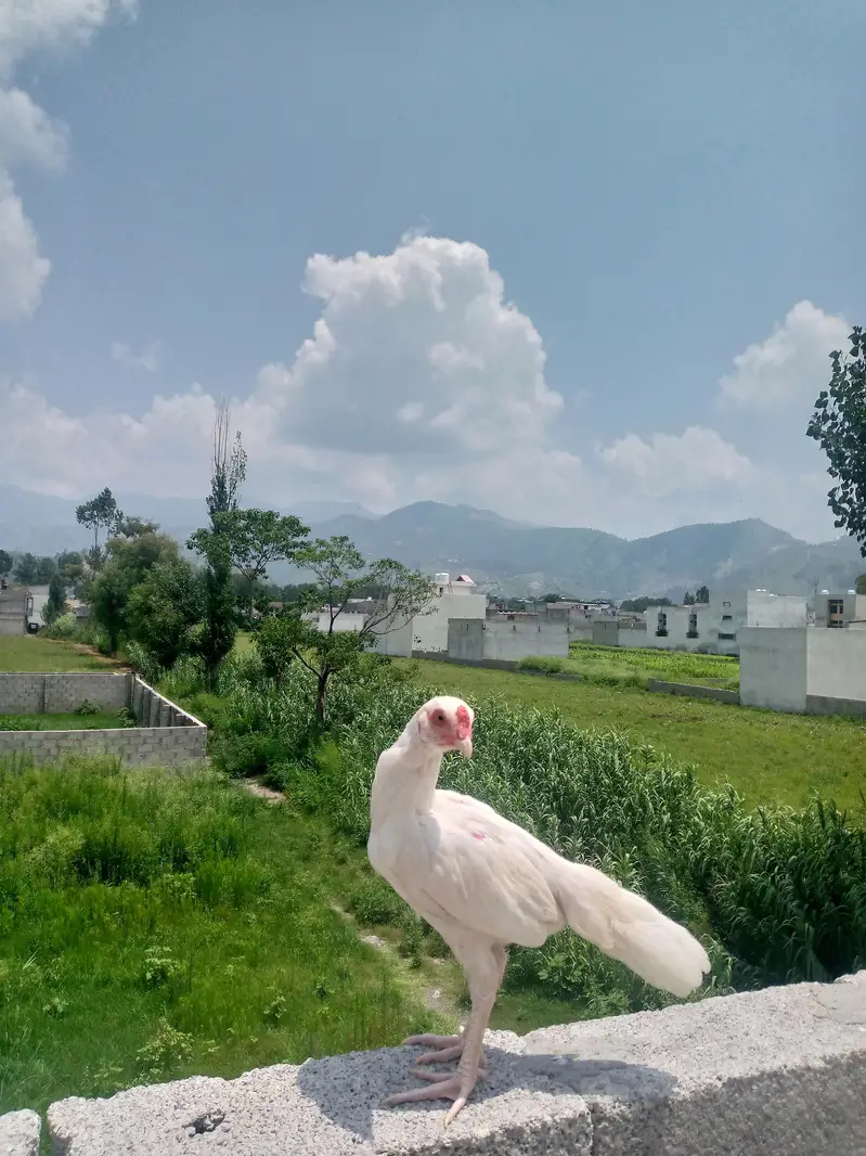 paper white Heera aseel chiks — photo 4