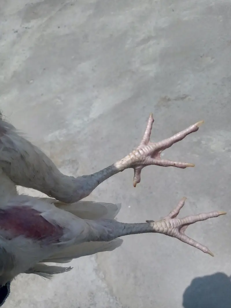 paper white Heera aseel chiks — photo 6