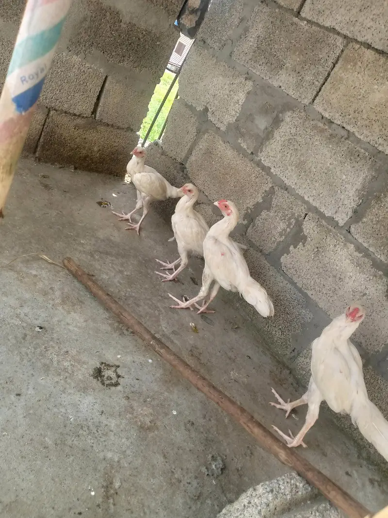 paper white Heera aseel chiks — photo 7